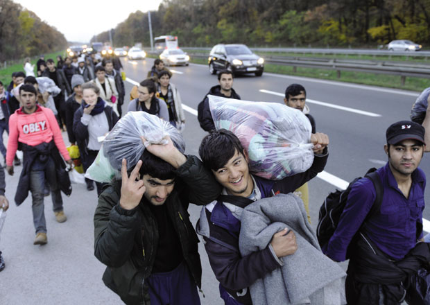 Селе самце, па породице
